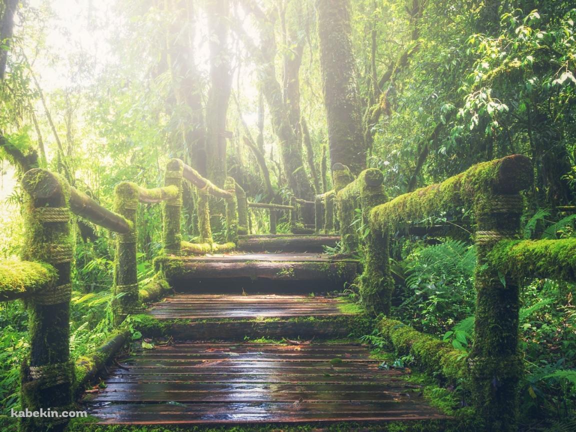 ジャングルの中の遊歩道 / Walking trail through the jungleの壁紙(1152px x 864px) 高画質 PC・デスクトップ用