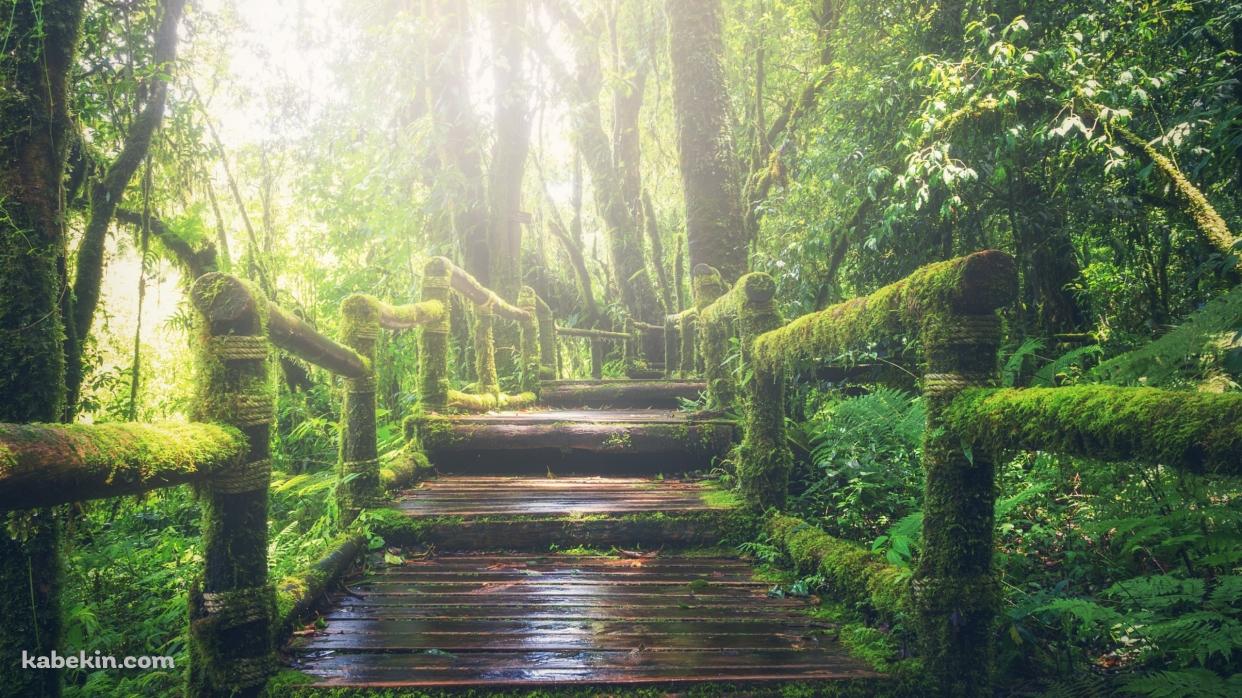 ジャングルの中の遊歩道 / Walking trail through the jungleの壁紙(1242px x 698px) 高画質 PC・デスクトップ用