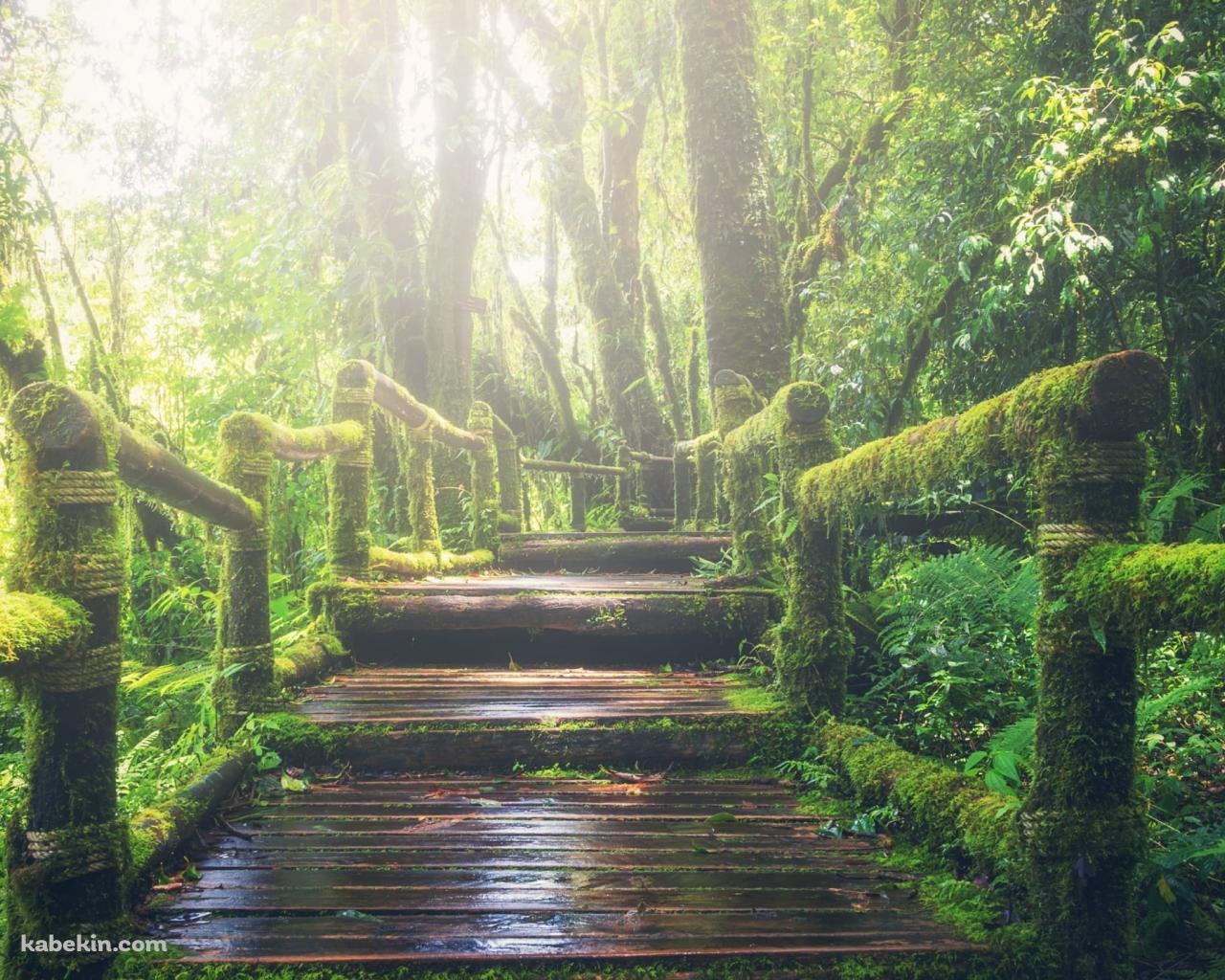 ジャングルの中の遊歩道 / Walking trail through the jungleの壁紙(1280px x 1024px) 高画質 PC・デスクトップ用