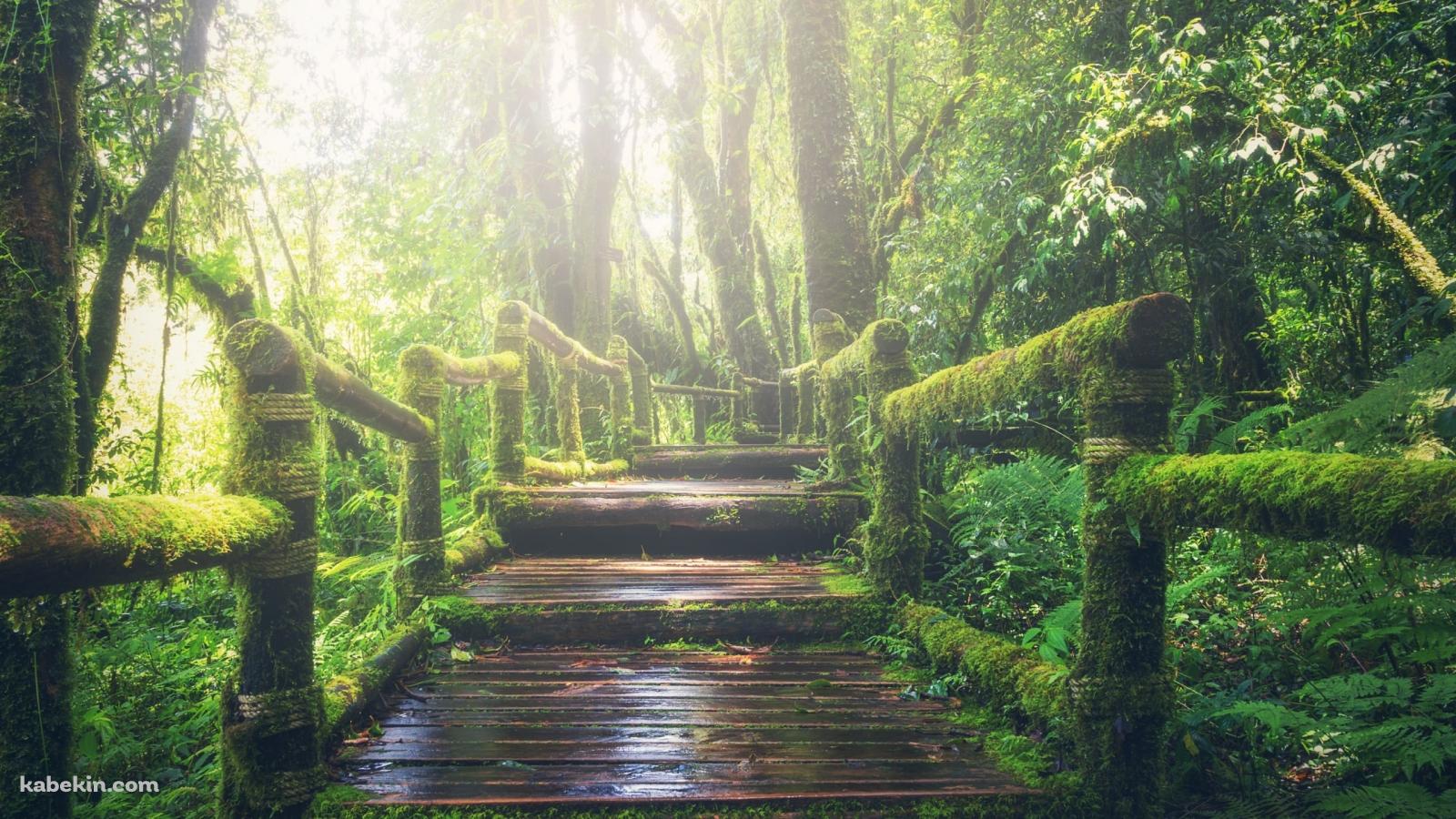 ジャングルの中の遊歩道 / Walking trail through the jungleの壁紙(1600px x 900px) 高画質 PC・デスクトップ用