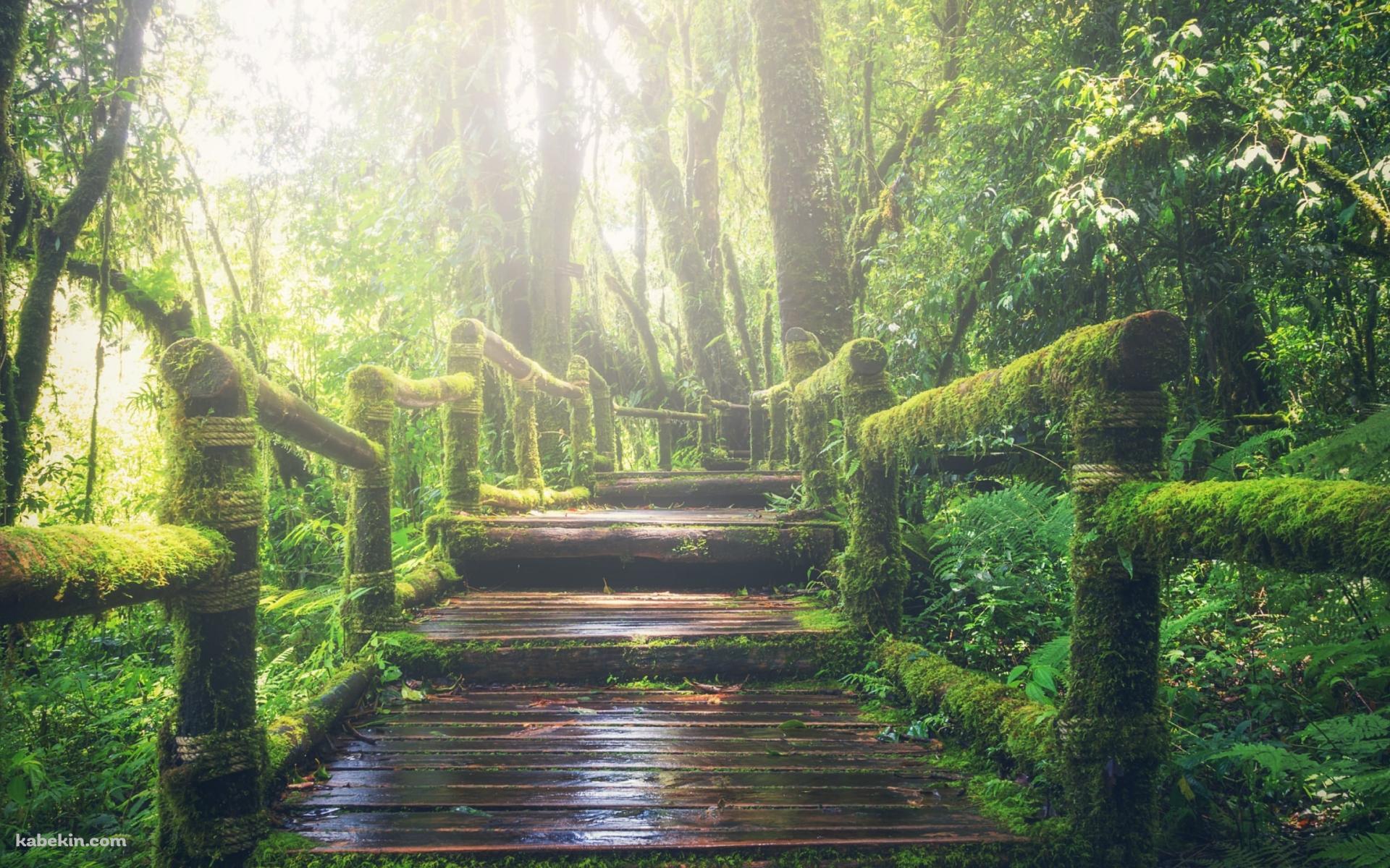 ジャングルの中の遊歩道 / Walking trail through the jungleの壁紙(1920px x 1200px) 高画質 PC・デスクトップ用