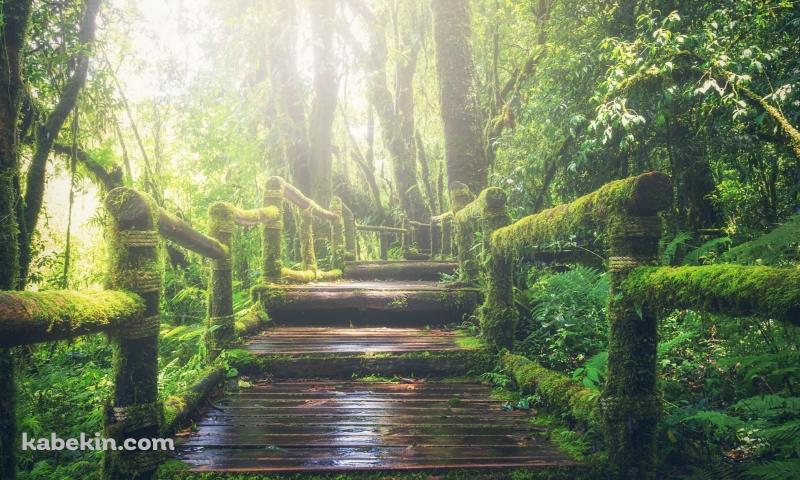 ジャングルの中の遊歩道 / Walking trail through the jungleの壁紙(800px x 480px) 高画質 PC・デスクトップ用