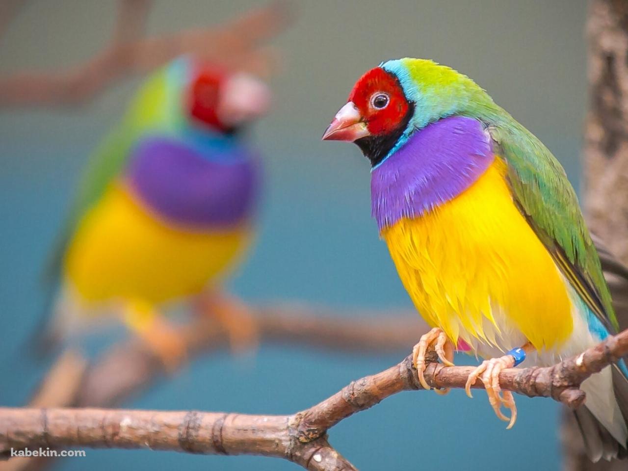 枝にとまるコキンチョウ / カラフルな鳥 / Gouldian finchの壁紙(1280px x 960px) 高画質 PC・デスクトップ用