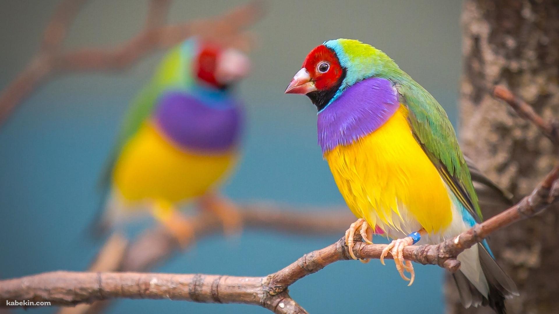 枝にとまるコキンチョウ / カラフルな鳥 / Gouldian finchの壁紙(1920px x 1080px) 高画質 PC・デスクトップ用
