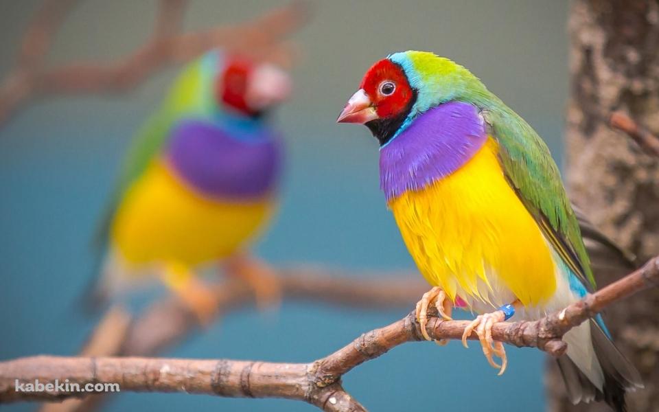 枝にとまるコキンチョウ / カラフルな鳥 / Gouldian finchの壁紙(960px x 600px) 高画質 PC・デスクトップ用