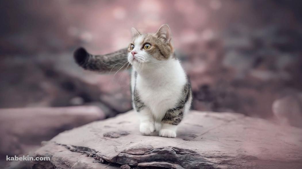 岩の上を歩く猫の壁紙(1051px x 591px) 高画質 PC・デスクトップ用