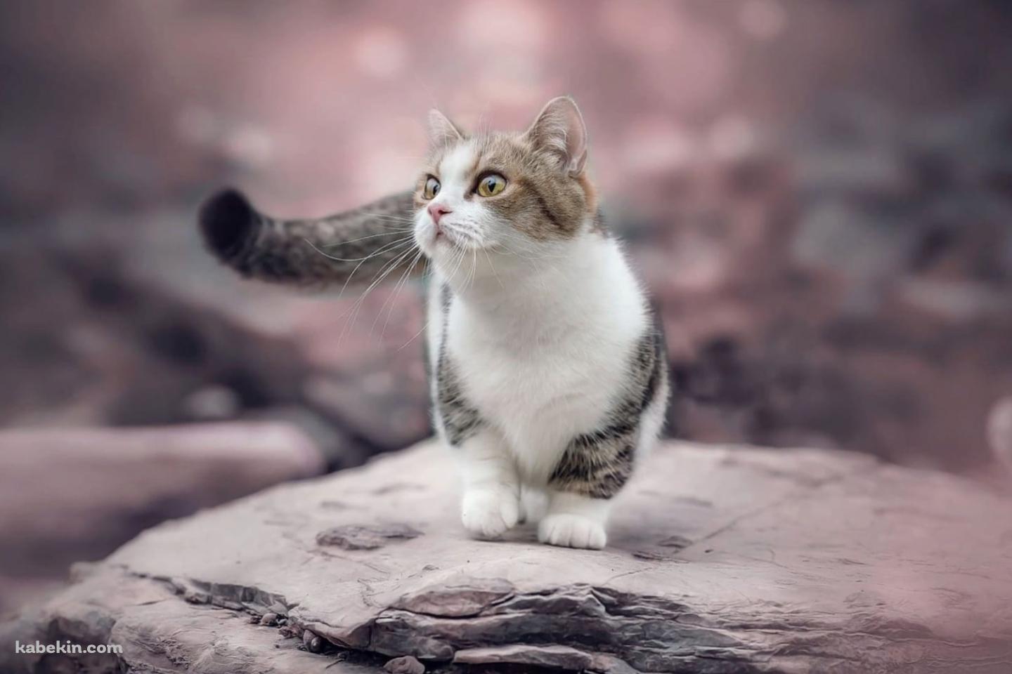 岩の上を歩く猫の壁紙(1440px x 960px) 高画質 PC・デスクトップ用