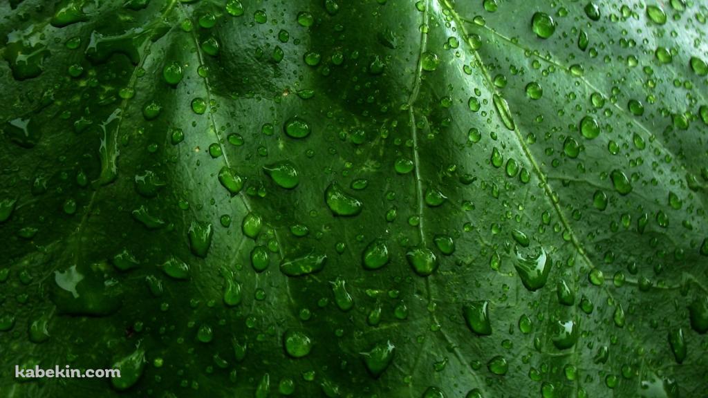 水滴のついた緑の葉っぱ / クローズアップの壁紙(1024px x 576px) 高画質 PC・デスクトップ用