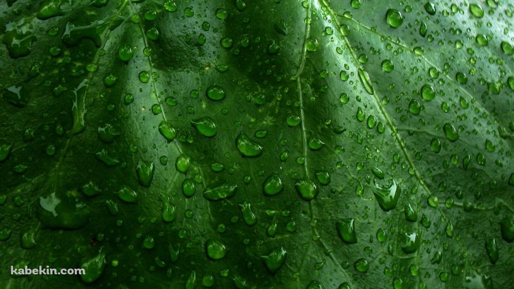 水滴のついた緑の葉っぱ / クローズアップの壁紙(1051px x 591px) 高画質 PC・デスクトップ用