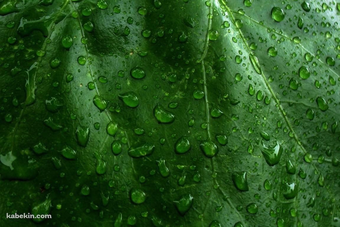 水滴のついた緑の葉っぱ / クローズアップの壁紙(1152px x 768px) 高画質 PC・デスクトップ用