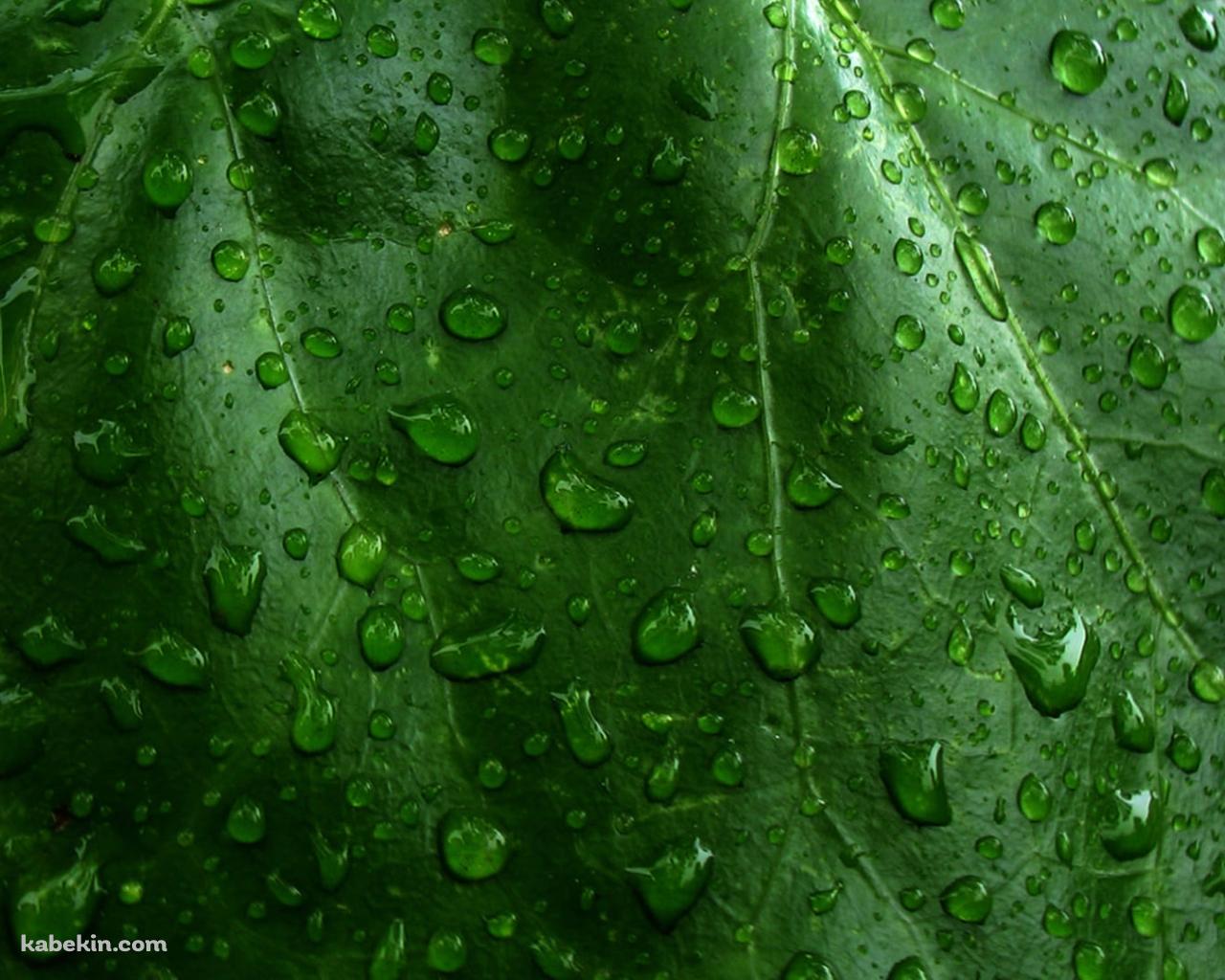 水滴のついた緑の葉っぱ / クローズアップの壁紙(1280px x 1024px) 高画質 PC・デスクトップ用