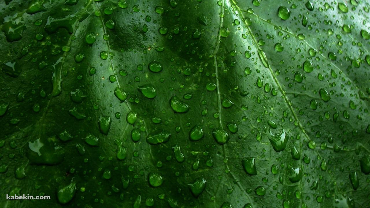 水滴のついた緑の葉っぱ / クローズアップの壁紙(1280px x 720px) 高画質 PC・デスクトップ用