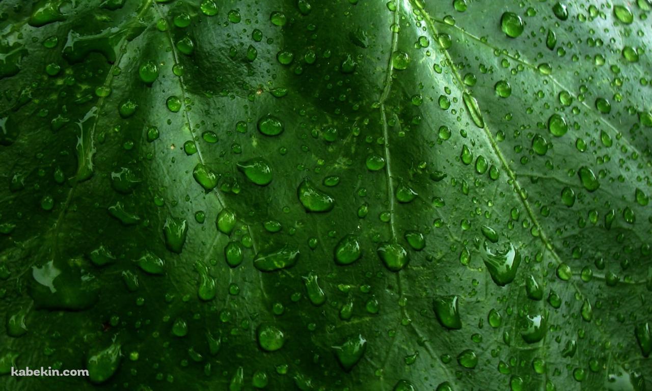 水滴のついた緑の葉っぱ / クローズアップの壁紙(1280px x 768px) 高画質 PC・デスクトップ用