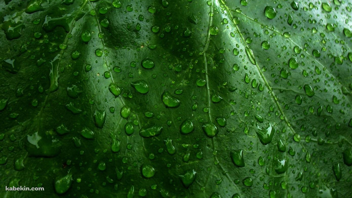 水滴のついた緑の葉っぱ / クローズアップの壁紙(1391px x 783px) 高画質 PC・デスクトップ用
