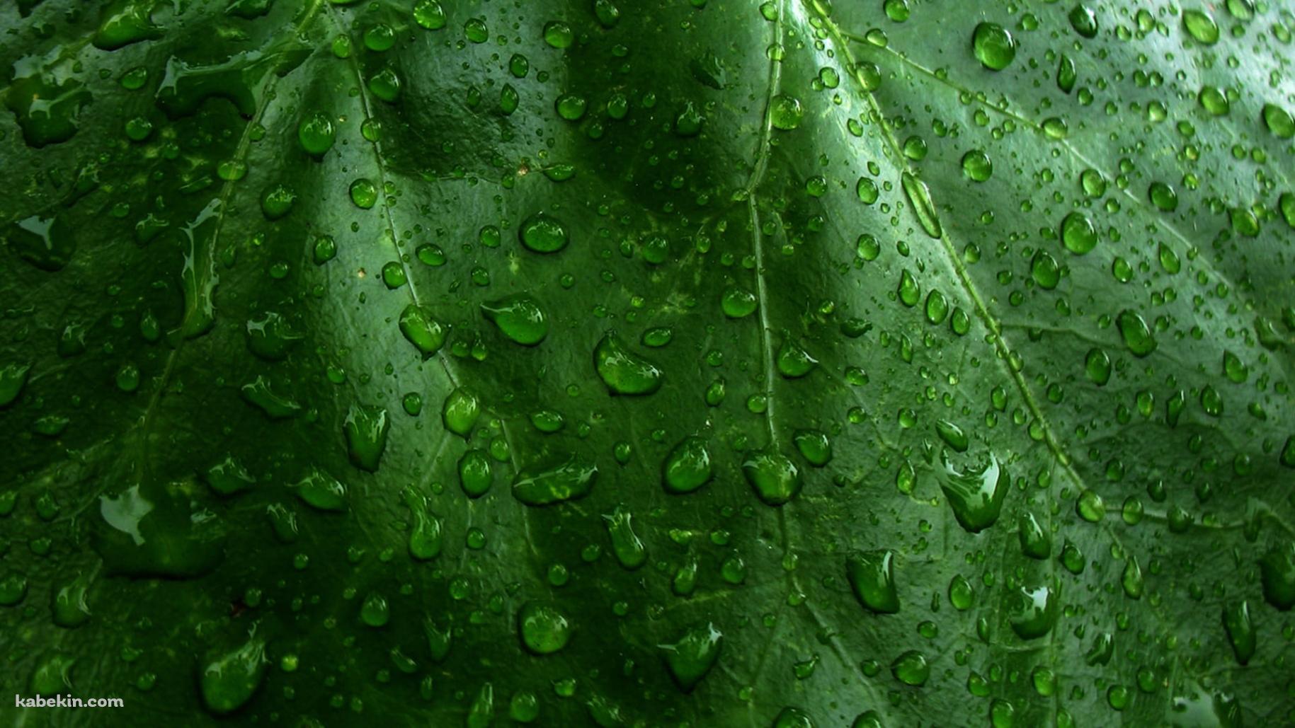 水滴のついた緑の葉っぱ / クローズアップの壁紙(1829px x 1029px) 高画質 PC・デスクトップ用