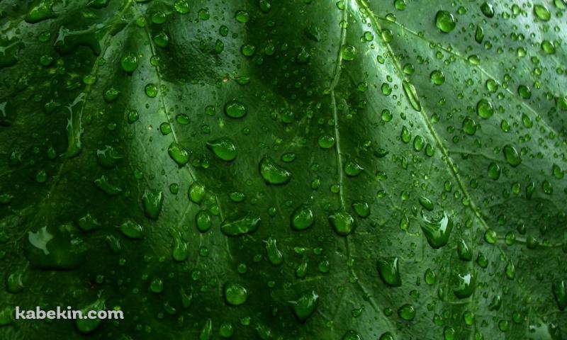 水滴のついた緑の葉っぱ / クローズアップの壁紙(800px x 480px) 高画質 PC・デスクトップ用