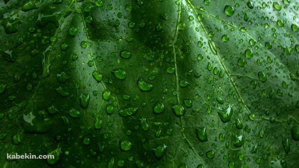 水滴のついた緑の葉っぱ / クローズアップの壁紙(960px x 540px) 高画質 PC・デスクトップ用