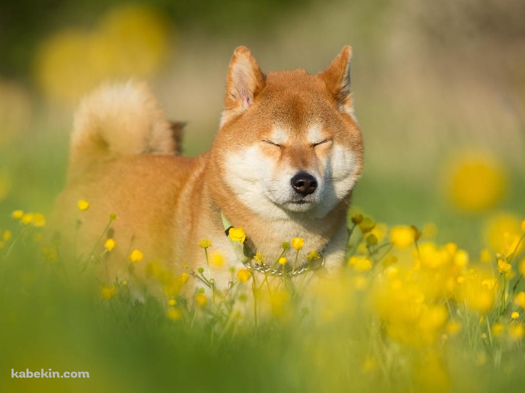 菜の花畑で目をつぶる柴犬の壁紙(1024px x 768px) 高画質 PC・デスクトップ用