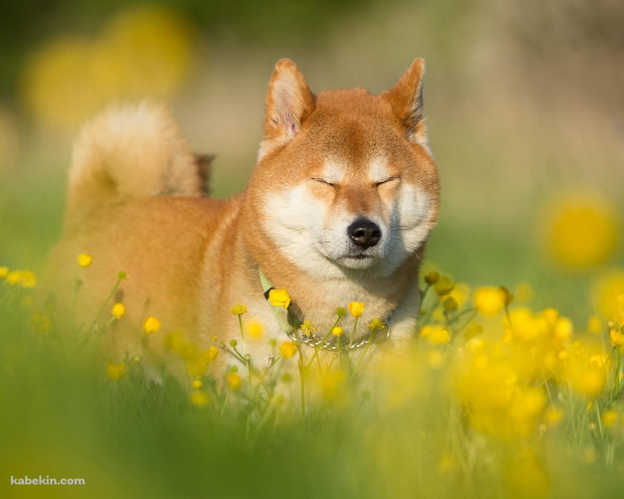 菜の花畑で目をつぶる柴犬の壁紙(1280px x 1024px) 高画質 PC・デスクトップ用