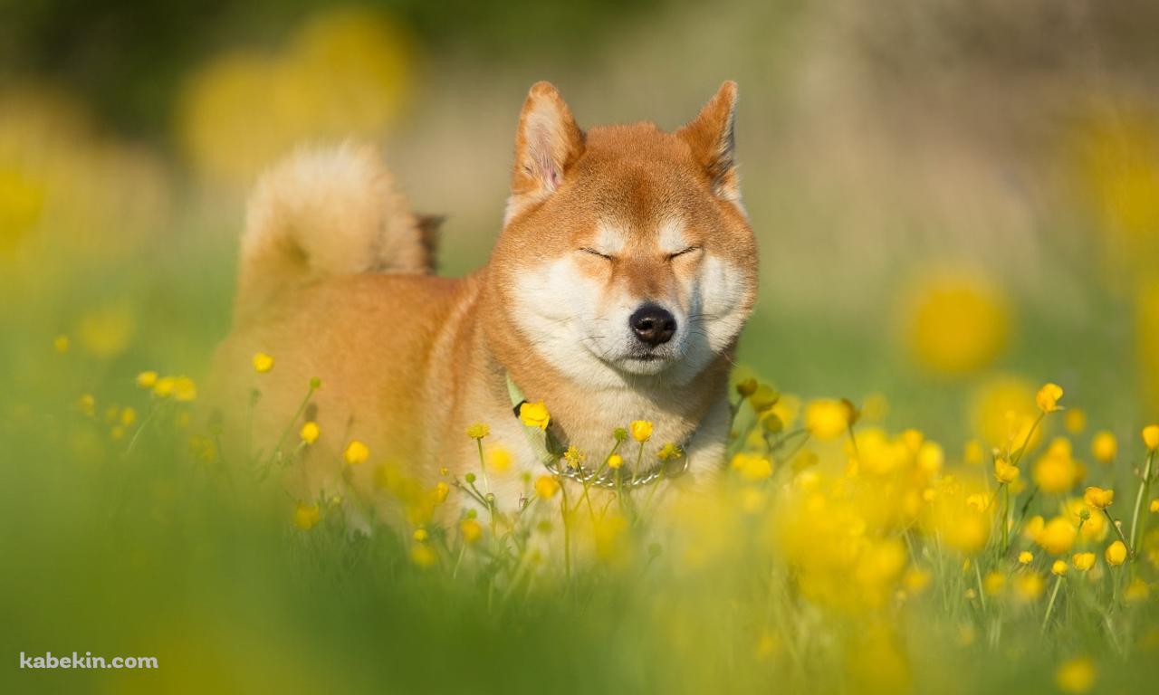 菜の花畑で目をつぶる柴犬の壁紙(1280px x 768px) 高画質 PC・デスクトップ用