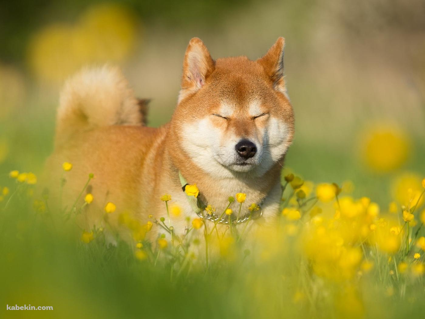 菜の花畑で目をつぶる柴犬の壁紙(1400px x 1050px) 高画質 PC・デスクトップ用