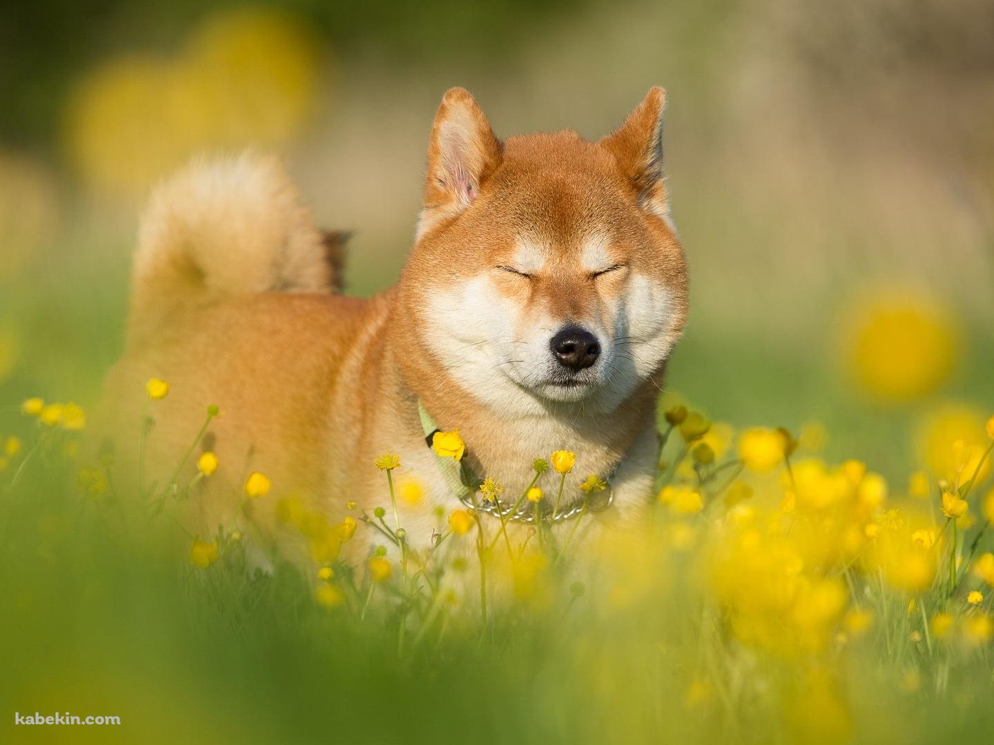 菜の花畑で目をつぶる柴犬の壁紙(1440px x 1080px) 高画質 PC・デスクトップ用