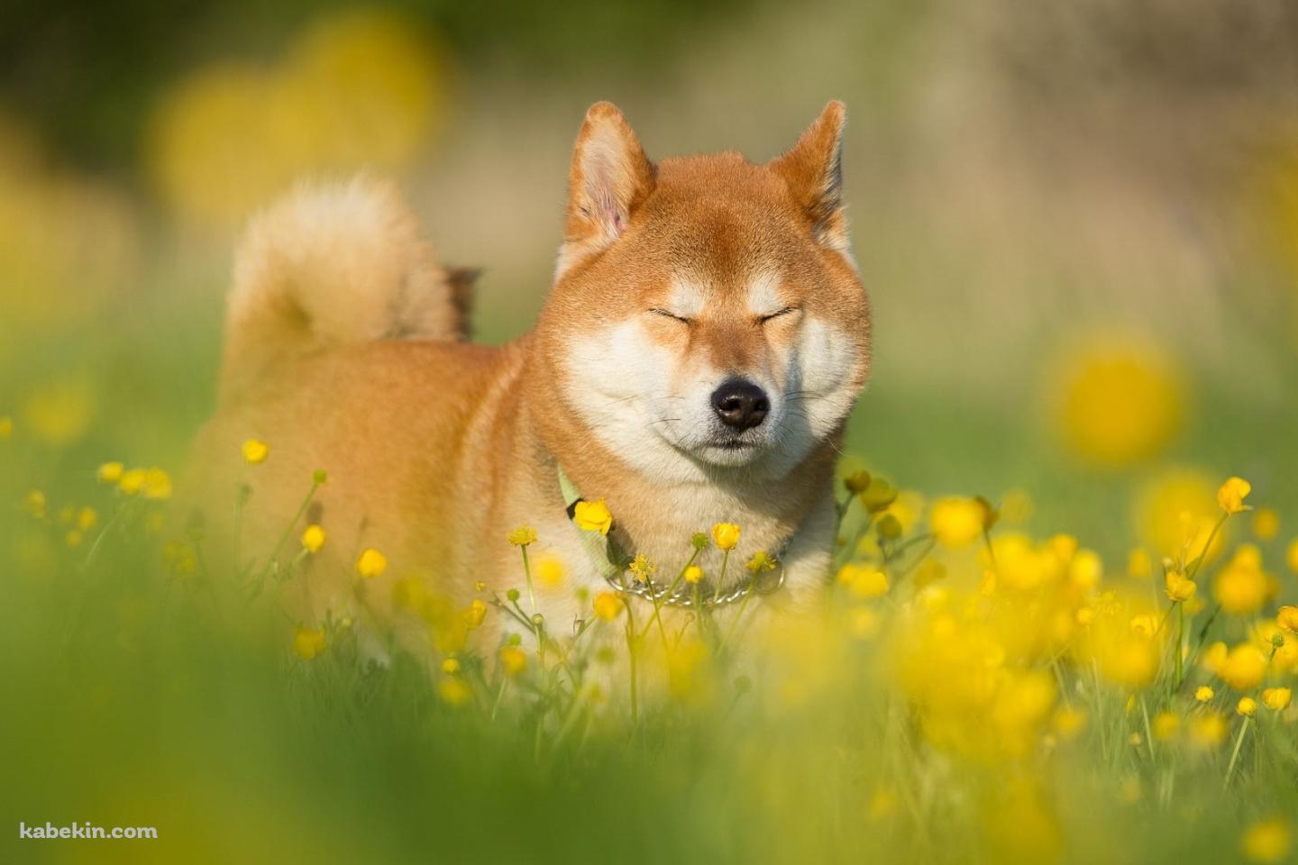 菜の花畑で目をつぶる柴犬の壁紙(1440px x 960px) 高画質 PC・デスクトップ用