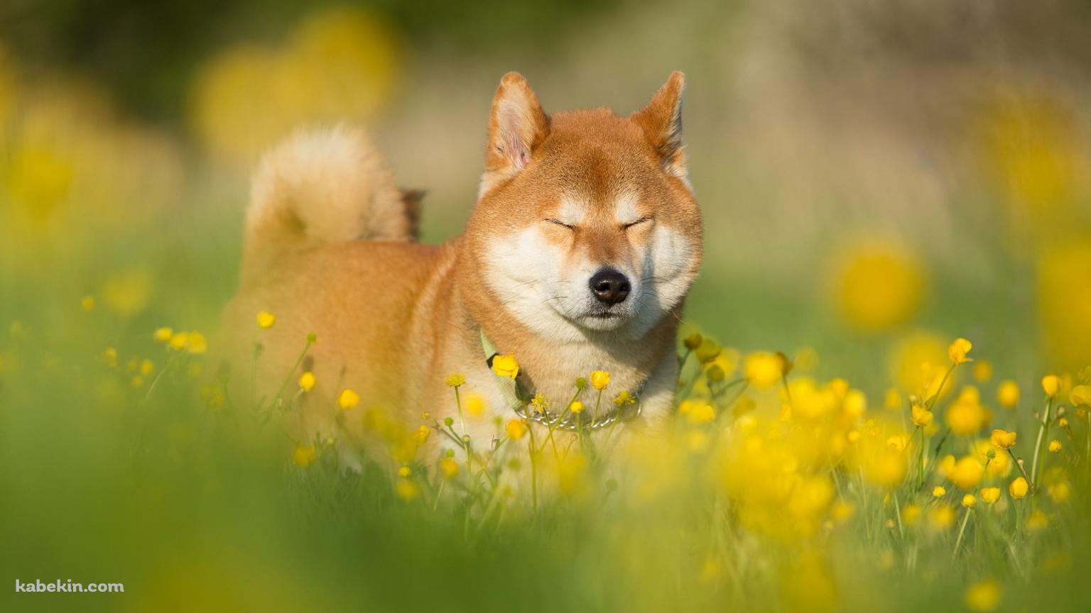 菜の花畑で目をつぶる柴犬の壁紙(1536px x 864px) 高画質 PC・デスクトップ用