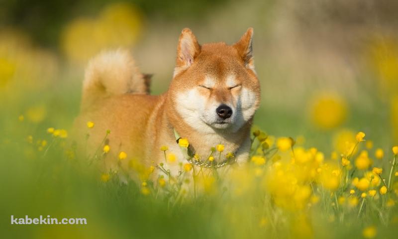 菜の花畑で目をつぶる柴犬の壁紙(800px x 480px) 高画質 PC・デスクトップ用