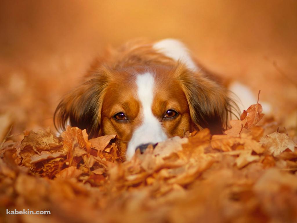 落ち葉にうずくまる茶色と白の犬の壁紙(1024px x 768px) 高画質 PC・デスクトップ用