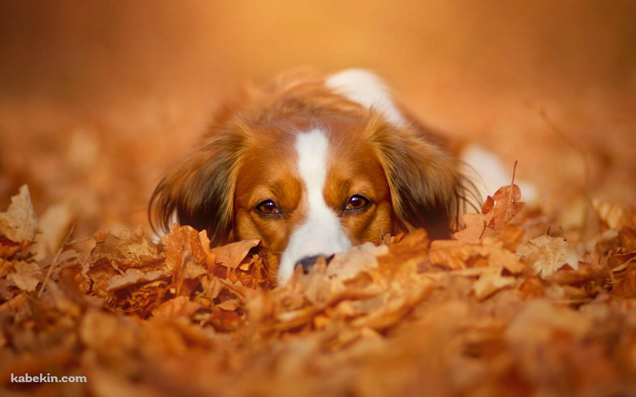 落ち葉にうずくまる茶色と白の犬の壁紙(1280px x 800px) 高画質 PC・デスクトップ用