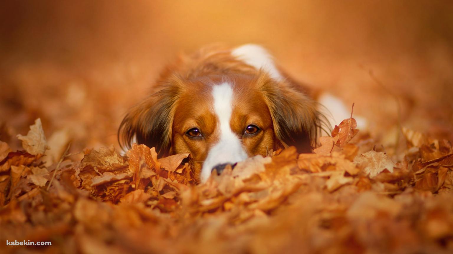 落ち葉にうずくまる茶色と白の犬の壁紙(1536px x 864px) 高画質 PC・デスクトップ用