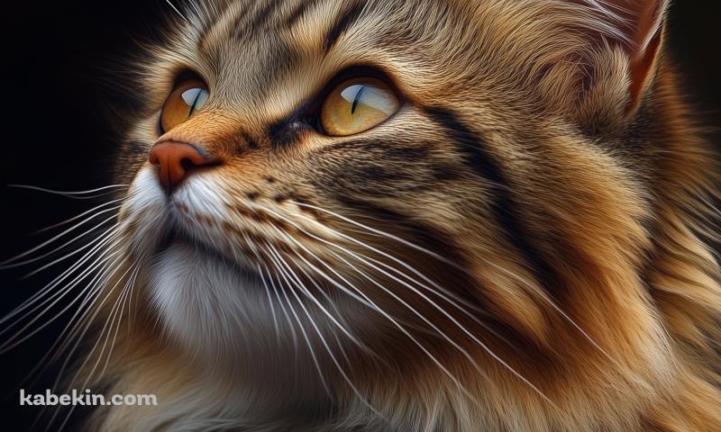 モフモフの髭の長い茶色い茶猫 / 猫ちゃんの壁紙(800px x 480px) 高画質 PC・デスクトップ用
