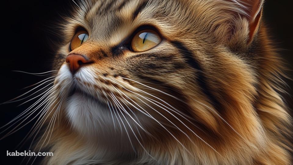 モフモフの髭の長い茶色い茶猫 / 猫ちゃんの壁紙(960px x 540px) 高画質 PC・デスクトップ用