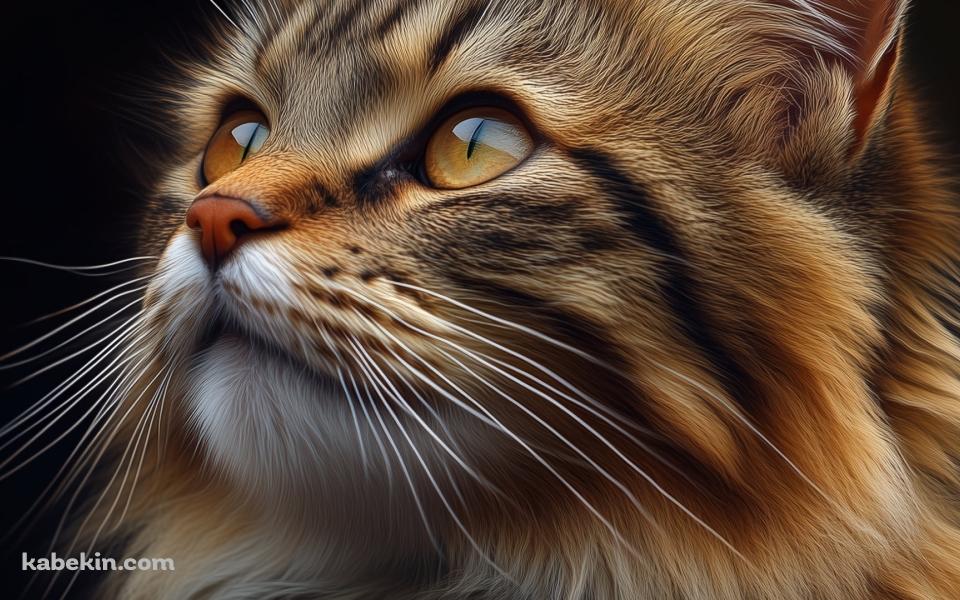 モフモフの髭の長い茶色い茶猫 / 猫ちゃんの壁紙(960px x 600px) 高画質 PC・デスクトップ用