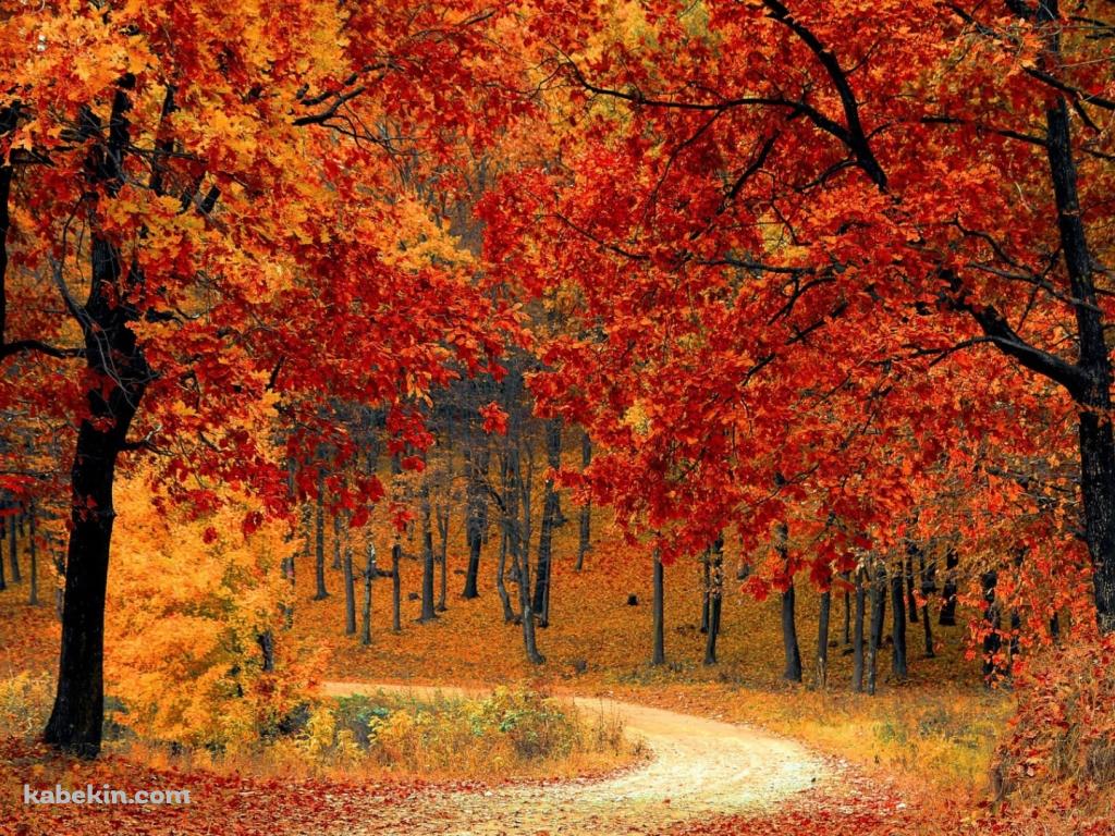 極彩色の紅葉 / 山道の壁紙(1024px x 768px) 高画質 PC・デスクトップ用