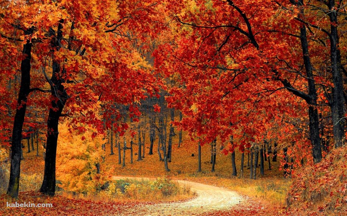 極彩色の紅葉 / 山道の壁紙(1152px x 720px) 高画質 PC・デスクトップ用