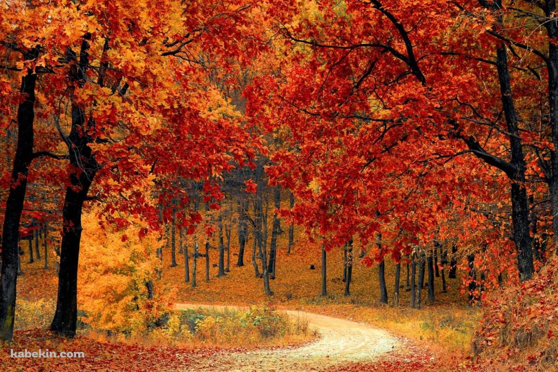 極彩色の紅葉 / 山道の壁紙(1152px x 768px) 高画質 PC・デスクトップ用