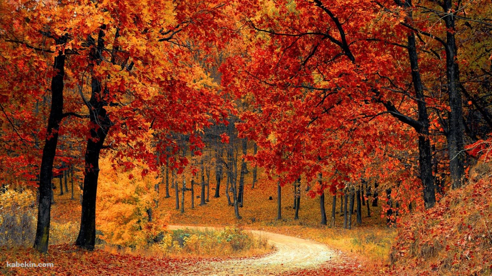 極彩色の紅葉 / 山道の壁紙(1600px x 900px) 高画質 PC・デスクトップ用