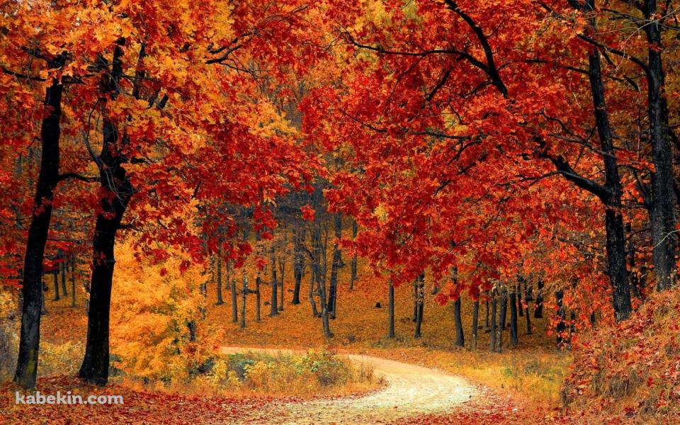 極彩色の紅葉 / 山道の壁紙(960px x 600px) 高画質 PC・デスクトップ用